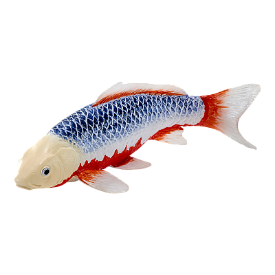 картинка Карп кои - Асаги от магазина konik.ru