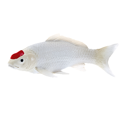 картинка Карп кои - Танчо от магазина konik.ru